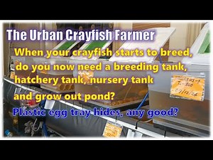 When your crayfish starts to breed do you now need a breeding hatchery tank nursery grow out pond?