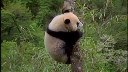 (2004) Baby Noah Taiwan 2005 DVD (Korean)