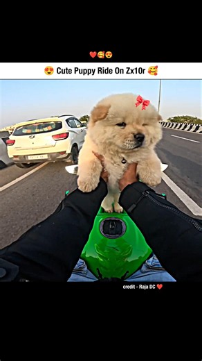 Cute Puppy Ride On Zx10r 🥰🧿 #shorts #puppy #puppies #rider #bikeride #biker