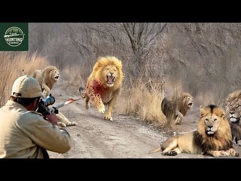 TOP 50 LION HUNTING SCENES WITH GUNS 2025: How South Africa’s Top Hunters Take On Ferocious Lions 👍🔥