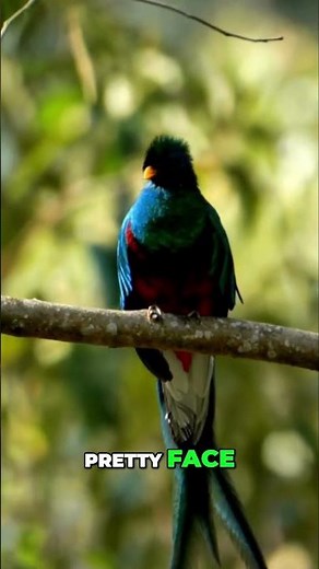 Discover the Enigmatic Resplendent Quetzal A Symbol of Freedom
