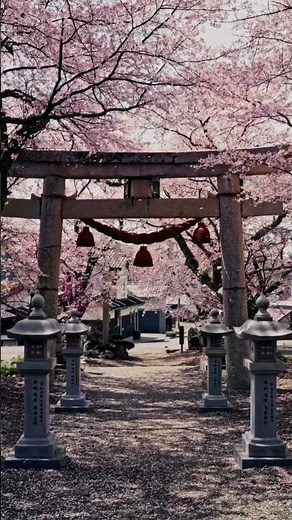 4 Beautiful Hidden Spots in Japan | Peaceful Temples & Shrines Across the Seasons 🇯🇵⛩️✨