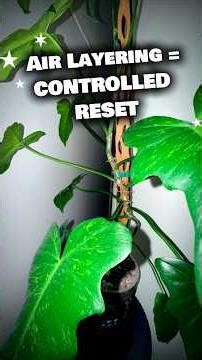 This Plant Reversed in Weeks… Here’s Why