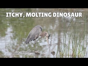 Itchy, Molting Dinosaur