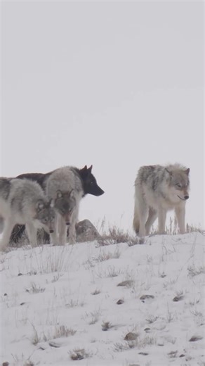 Aaron’s Photo Tours Official #AaronsTours on Instagram: ""Wolves are to Yellowstone what water is to the Everglades." Doug Smith Here is one from 2024 shot on the Sony AI and 600mm f4 with 1.4x tele. Thank you guys for the recent boost in engagement, keeps me motivated to post and it really helps us get the messages out there. I appreciate you. -Aaron"