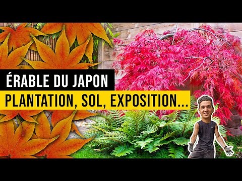 Comment planter un Érable du Japon?