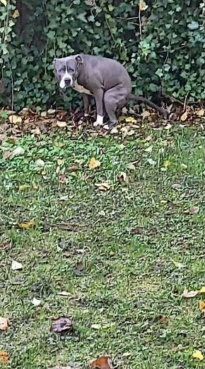 Hund beim kacken💩