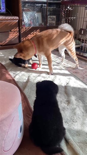 香梅ばぁばにやられた事をまんま兄にあたんする弟😁 あたんする、って関西弁？使い方合ってる？ またまた疑問❓ 香梅ばぁばは孫の世話も抜群😃 #豆柴仔犬 #豆柴 #京都豆柴なつめ荘 #あたん | 京都豆柴なつめ荘