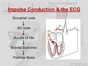 ecg Lecture one part 1 depolarization conduction system