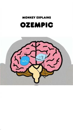 Monkey Belly Signal: GLP‑1 Explained