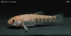 Cyprinodon rubrofluviatilis - Alchetron, the free social encyclopedia