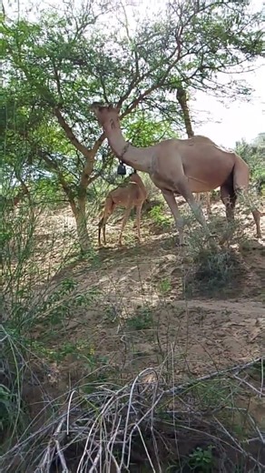 Many camels are eating grass. #shorts #ytshorts