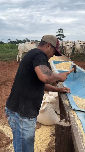 12K views · 235 reactions | Propriedade pequena o serviço é infinito #RegistrodeVida | Minha rotina | Facebook