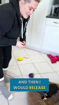 Teach Your Puppy to LOVE Their Bed! (Easy Steps!) #shorts