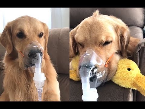 A Really Sick Dog
