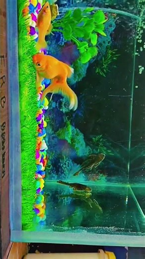 My Old Fish Tank 🐟✨ | A Beautiful Aquarium Memory"