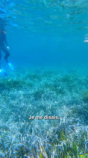 Video WWF V4