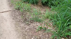 1.2K views · 39 reactions | Full video: location of hidden Broad-banded Copperhead. | The Copperhead Den | Facebook