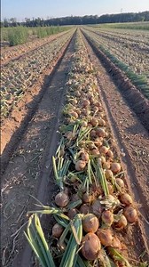 ONION HARVEST AS FAR AS YOU CAN SEE 🧅🚜 #tractor #farming #farmlife