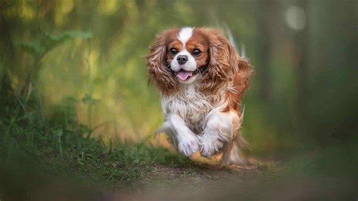 The story of Rex: Reagan’s White House dog you’ve never heard about