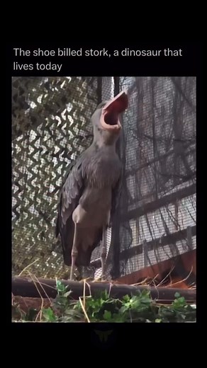 Discover the Majestic Shoebill Stork in Africa