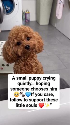 20 reactions | A small puppy crying quietly… hoping someone chooses him 梁 If you care, follow to support these little souls ❤️✨” #CryingPuppy #RescuePup #LonelyPuppy #DogLove #SaveStrays #FollowForHope | Flicksy | Facebook
