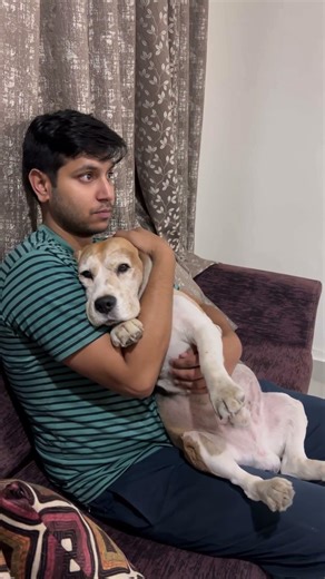 Who’s the baby??? NODYYYY 🥺😌🐶 #dogshorts #dog #beaglecrew #beaglelife #pets #noddythebeagle