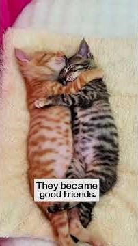 From Newborn Kitten to Grown Cutie, Watching This Growth Journey Is Heartwarming #CuteCats #Kittens