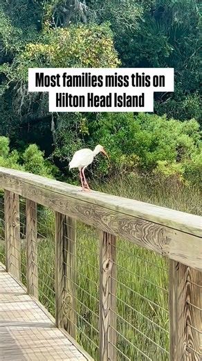 Looking for free things to do in Hilton Head with kids? The @coastaldiscoverymuseum is a must-visit for families. Trails, wildlife, hands-on exhibits, and room to explore. | Hilton Head Livin
