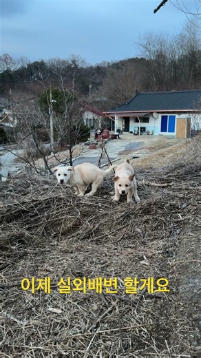 세상에서 가장 가벼운 발걸음(The Happy Poop Dance) #강아지쇼츠 #실외배변 #강아지산책 #콩이 #크림이 #반려견일상 #dogshorts #쾌변 #puppy
