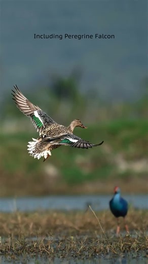 Cholin Joy on Instagram: "Shot this at the National Chilika Bird Festival in Mangalajodi, where Asia’s largest brackish-water lake comes alive in winter. Every year lakhs of migratory birds, from Siberia, Central Asia and beyond, gather here, creating one of India’s biggest birding spectacles. The festival celebrates this incredible migration, community-led conservation and responsible birdwatching at Chilika and nearby Nalabana. Seeing these winged travellers up close was something I’ll never f