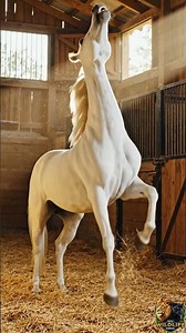 Majestic White Horse | Powerful and Elegant Animal | Nature Beauty 4K Video