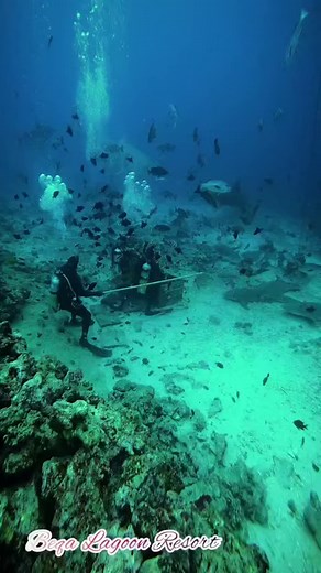Experience the thrill of a lifetime with our epic shark dives. Dive into the adventure! #blr #diving #fiji #beqa #beqalagoon #blrdiving #fijisnorkeling #snorkeling | Beqa Lagoon Resort