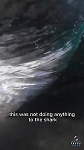 How did she mistake that for a dolphin fin?! Although, she probably wouldn't have been able to change the outcome of this, anyway. Hope the survivors got some therapy. #sharkattack #sharkweek #shark #sharks #greatwhite #greatwhiteshark #surfing #surfer #australia #adelaide | Campfire Stories