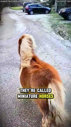 Are Miniature Horses Created by Humans? The Truth #facts #animalfacts #viral