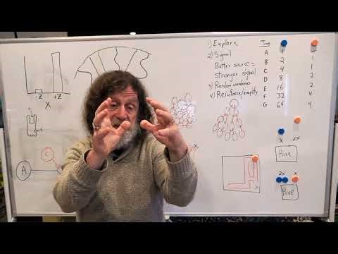 16. Human Behavioral Biology: Advanced Topics in Neuroendocrinology 2 by Robert Sapolsky OLD