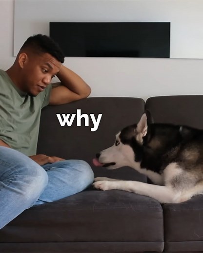 teaching a husky to whisper! #smartdog #funnydog #cutedog #husky #doglife | The Husky Moon