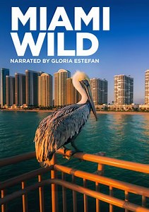 Miami Wild
