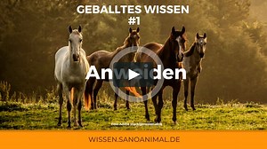 Pferde anweiden: So bleibt alles im grünen Bereich