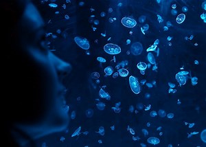 Scientists Are Growing Living Biobots That Move Like Animals