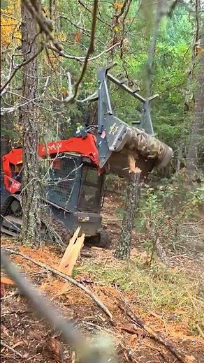 Forestry Mulcher Operation D Erasing Dense Trees in Seconds