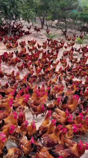 Free-Range Roosters & Native Chickens | Real Rural Farm Life 🇺🇸#FreeRangeChicken#FreeRangeRooster