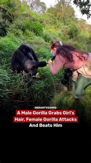 A male gorilla grabs girl's hair, female gorilla attacks and beat him #viralvideo #explorepage #fyp