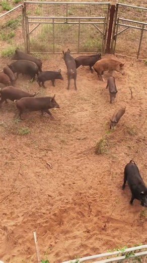 Massive Wild Hog Trap Catch | Drone / Aerial View