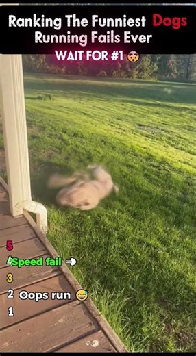 Ranking The Funniest Dog Running Fails Ever 😂💨 #shorts