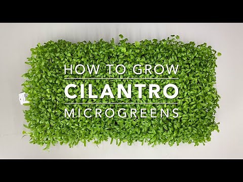How To Grow Cilantro Microgreens