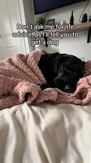 The BEST advice #springador #dog #doggo #dogtok #dogsvideo