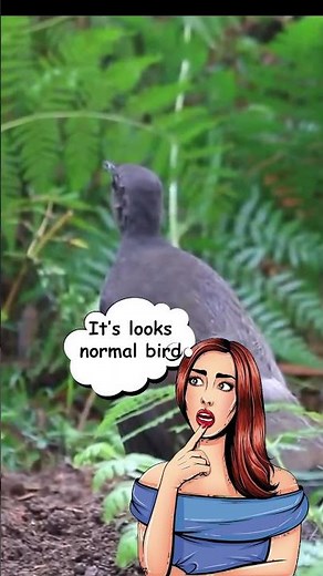 Lyrebird Mimics Crazy Sounds | Viral Bird Sound Compilation #wildlifeexplainer #lyrebird