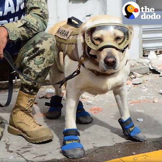 1.5M views · 69K reactions | This rescue dog has already saved dozens of people — and she was just deployed to Mexico City to look for earthquake survivors ❤️ | The Dodo | Facebook