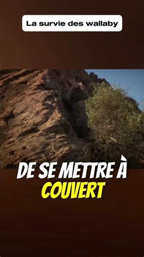 La survie des wallabys dans le désert Australien #shorts